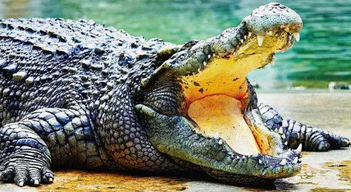 Jordan Valley Horror: 262 Crocodiles Shot Dead in Controversial Mass Culling at Abandoned Farm